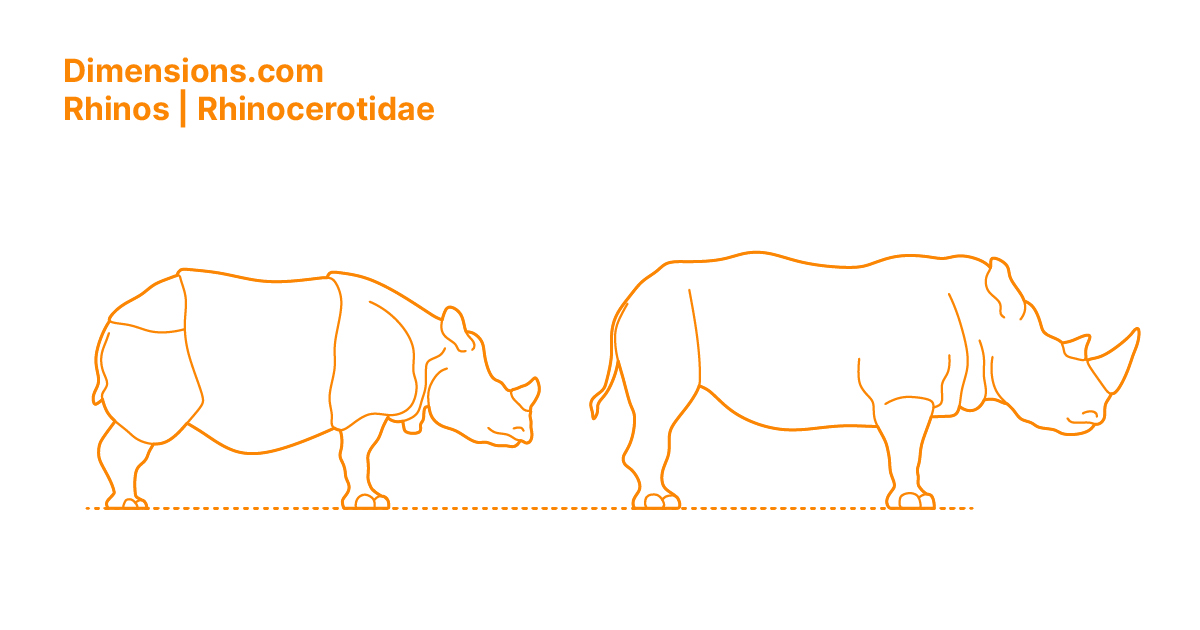 Rhinos Rhinocerotidae Dimensions & Drawings