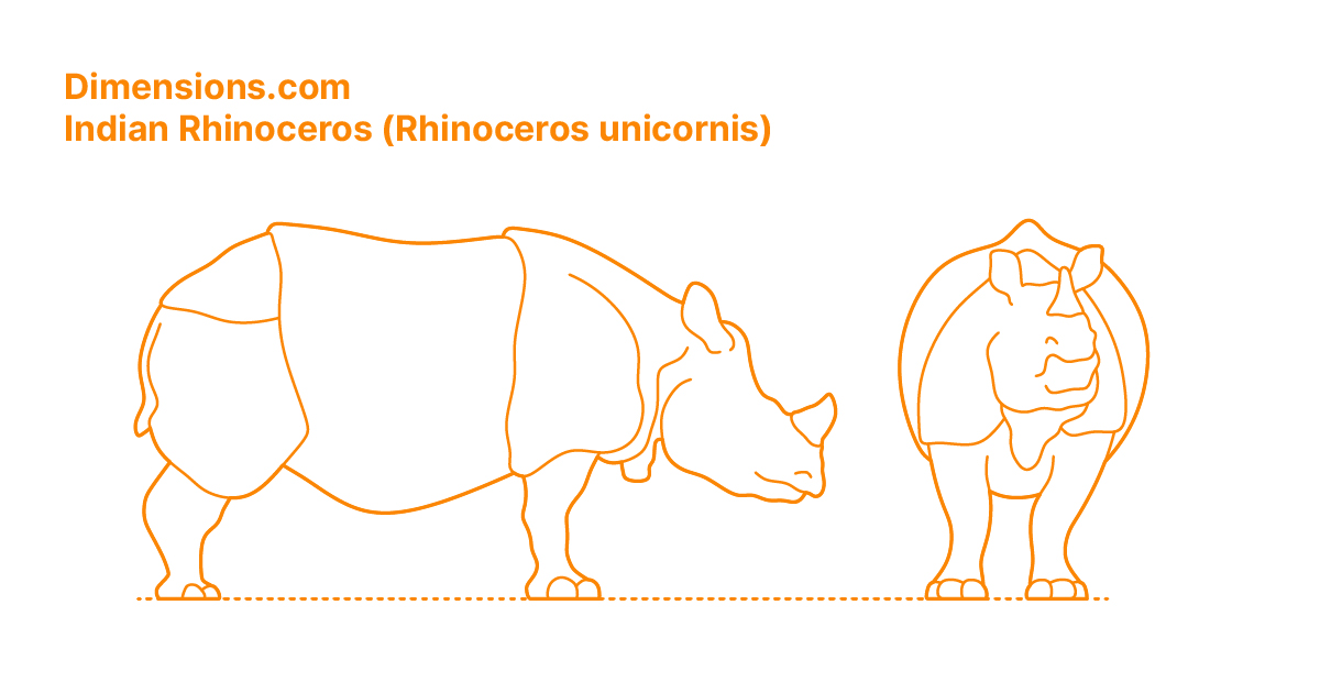 Indian Rhinoceros (Rhinoceros unicornis) Dimensions & Drawings