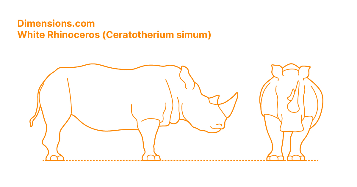 White Rhinoceros (Ceratotherium simum) Dimensions & Drawings