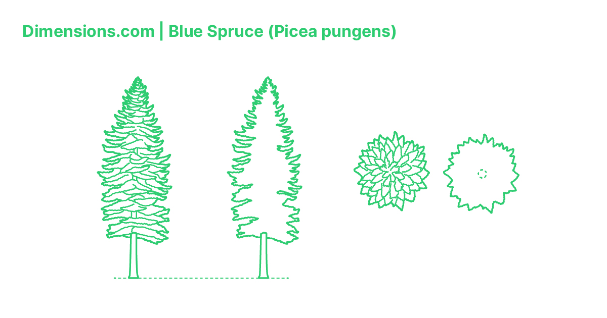 Blue Spruce (Picea pungens) Dimensions & Drawings