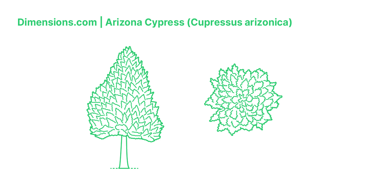 Arizona Cypress (Cupressus arizonica) Dimensions & Drawings