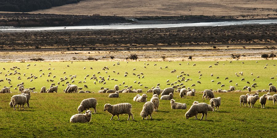 nz-landscape