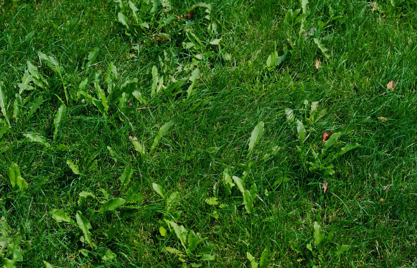 Five Things You Need To Know About Pre Emergent Weed Control
