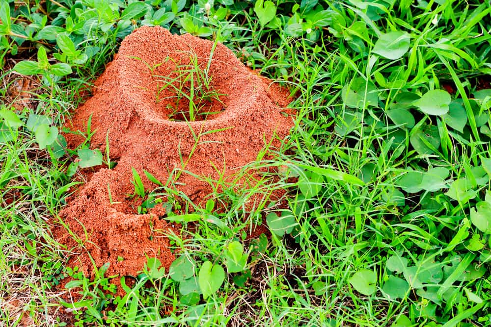 How To Identify Treat and Prevent Fire Ants Canopy Lawn Care