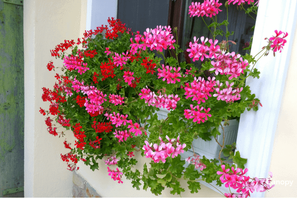 Planting Geraniums in North Carolina.