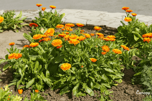 How to plant Calendula in North Carolina.