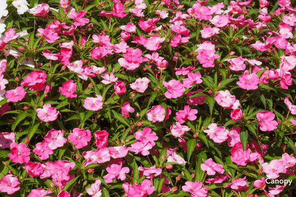 When to plant Impatiens Wallerina in North Carolina