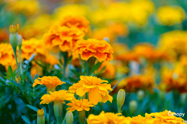 How and when to plant Marigolds in North Carolina.