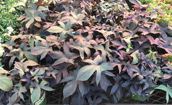 Sweet potato vine - fall flowers - canopy lawn care