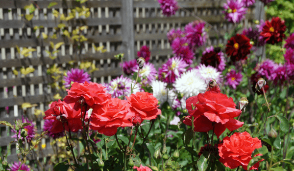 What kind of plants do you have? Canopy Lawn Care