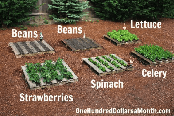 Pallet Gardens - 5 DIY Pallet Ideas Canopy Lawn Care Raleigh, NC