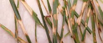 brown patch example