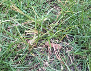 Common Lawn Weeds: Nutsedge Canopy Lawn Care Raleigh NC