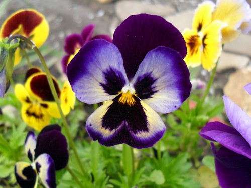 Pansy Mix - Fall Flowers