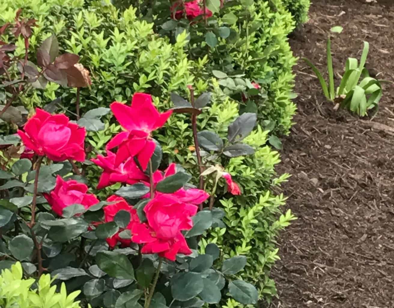 trees and shrubs - fertilization Canopy Lawn Care