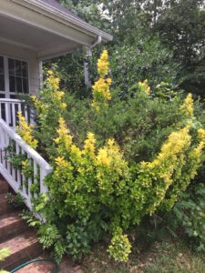 Pruning Ornamental Trees and Shrubs Canopy Raleigh, NC Lawn Care