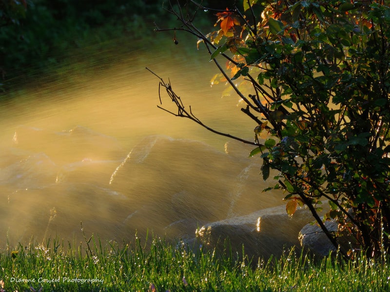 Tips-For-Watering-Lawn Canopy Raleigh NC Lawn Care
