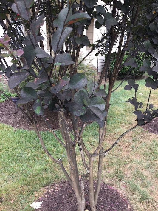 Aphids on Crepe Myrtle Canopy Lawn Care