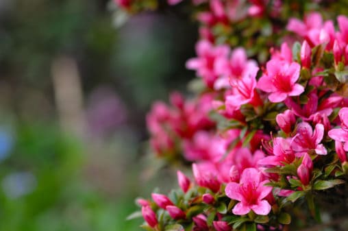 Winter Pruning Tips - Canopy Lawn Care