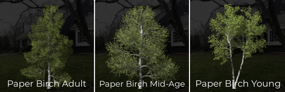 iScape birch trees