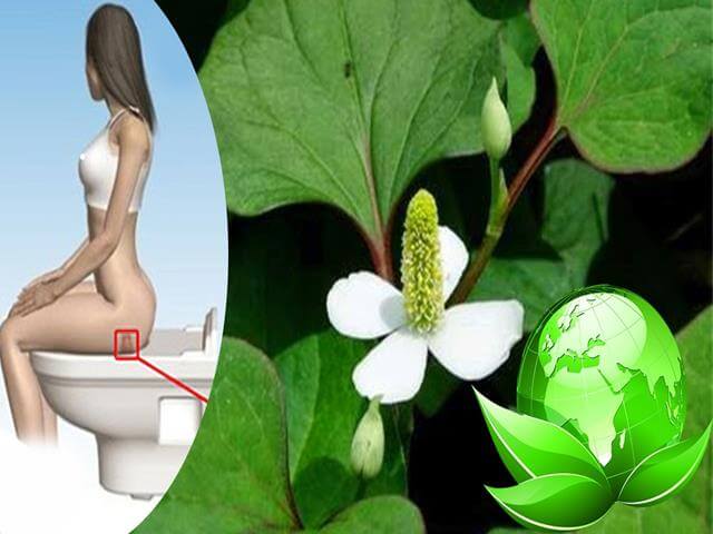 CHI PHÍ ĐIỀU TRỊ BỆNH TRĨ THEO DÂN GIAN