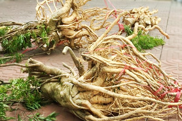 Chữa yếu sinh lý bằng rễ cây đinh lăng