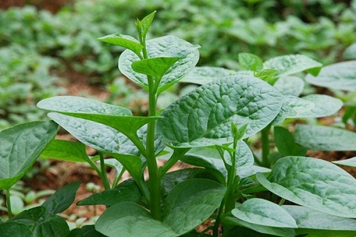 Chữa yếu sinh lý bằng rau mồng tơi