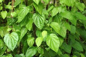 Mẹo trị ngứa vùng kín bằng lá trầu không