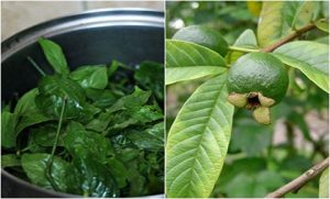 Thuốc bôi trị ngứa vùng kín cho bà bầu – chữa bằng phương pháp dân gian