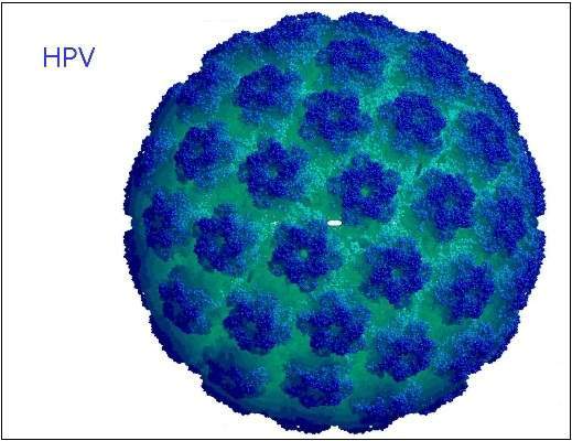 Hình ảnh virus HPV gây sùi mào gà ở người