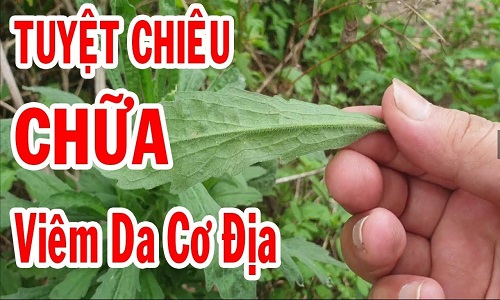 Dùng cây ngải dại chữa viêm da cơ địa: Hết bệnh với 3 bài thuốc cực hay