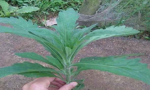 Dùng cây ngải dại chữa viêm da cơ địa: Hết bệnh với 3 bài thuốc cực hay