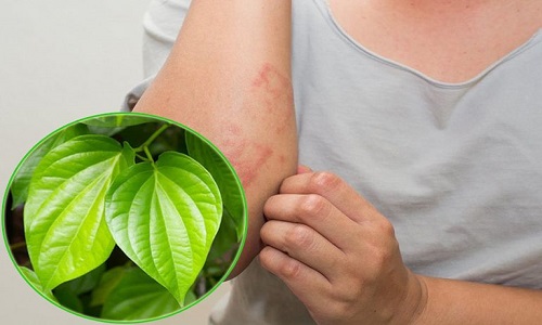 Cách chữa viêm da cơ địa bằng lá trầu không với nước tắm