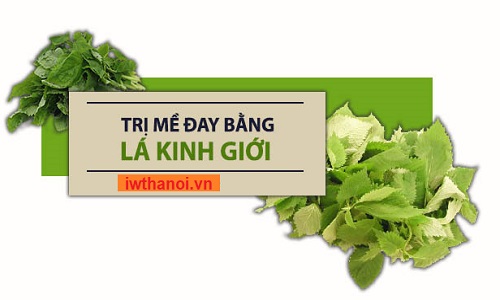 Lá kinh giới chữa mề đay: Hướng dẫn cách làm bài thuốc chi tiết