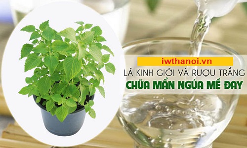 Lá kinh giới chữa mề đay: Hướng dẫn cách làm bài thuốc chi tiết