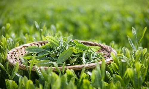 Bệnh thủy đậu có được tắm không, tắm lá nước gì nhanh khỏi?
