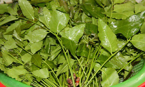 Bệnh thủy đậu có được tắm không, tắm lá nước gì nhanh khỏi?