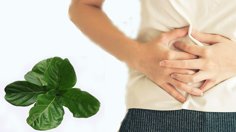 Cây thuốc Nam chữa đau dạ dày bằng bài thuốc dân gian tốt nhất