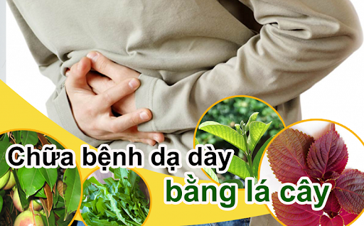 Cây thuốc Nam chữa đau dạ dày bằng bài thuốc dân gian tốt nhất