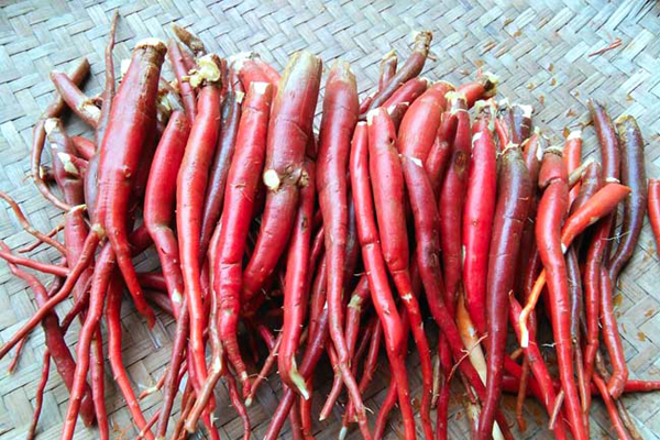 Sâm cau đỏ một trong những vị thuốc được nhiều người tìm đến