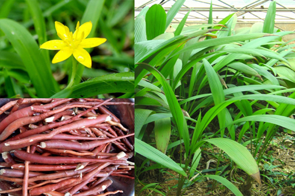 Tìm hiểu sâm cau là cây gì?