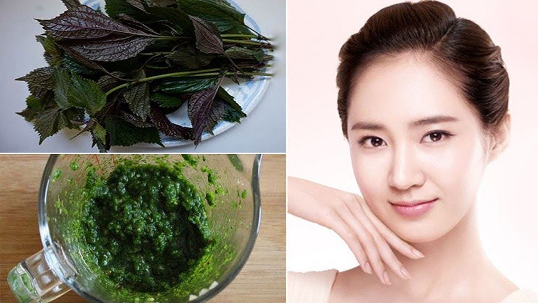 Cách trị mụn bằng lá tía tô tác dụng nhanh giúp da căng mịn sạch sẽ