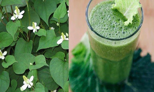 Tác dụng của rau diếp cá trị mụn với da mặt giúp sạch da sáng bóng