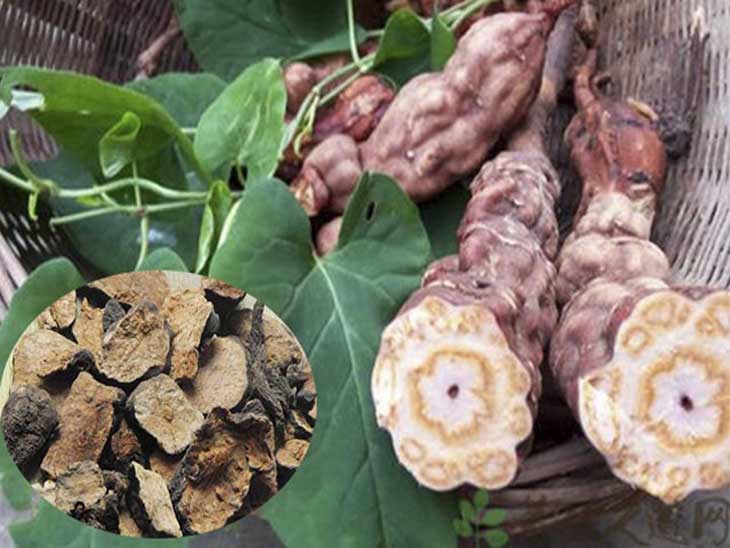 Dược liệu này rất tốt cho tim mạch, tăng khả năng miễn dịch