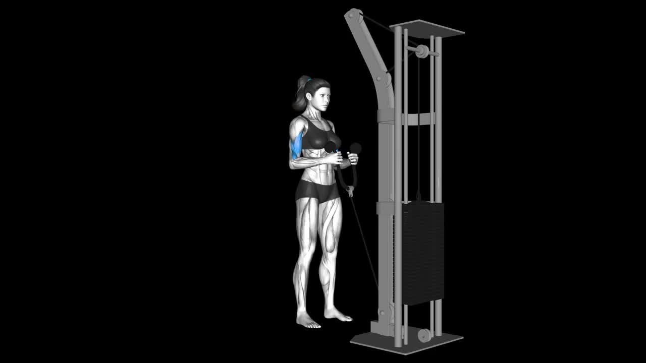 Olympic Parallel Bar Hammer Curl How To Video, Alternatives & More