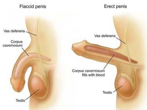 Hoạt tinh là gì cũng như Nguyên nhân, triệu chứng và cách chữa trị