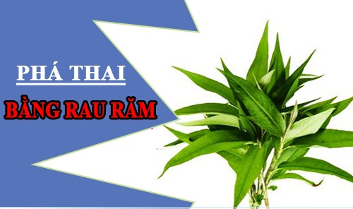 Cách phá thai bằng rau răm an toàn tại nhà