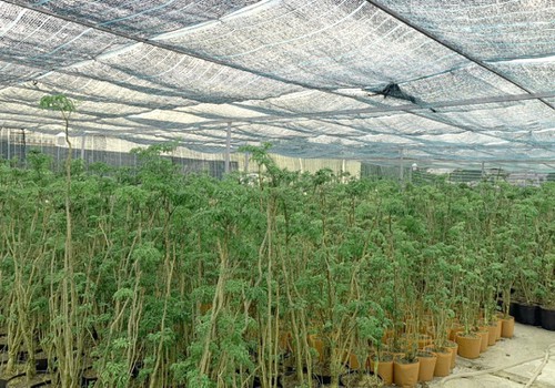 Bài thuốc dân gian trị ngứa da tốt nhất