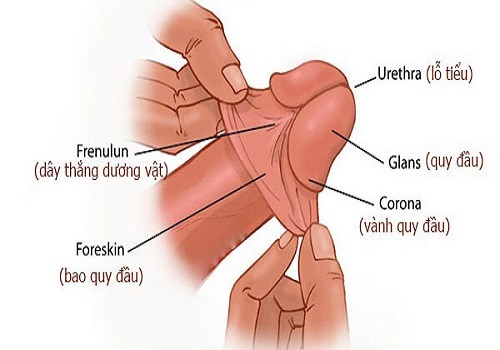 Không cắt bao quy đầu có sao không, có sinh con được không