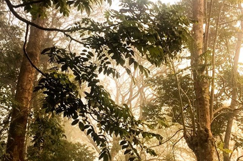 OOTY-COONOOR